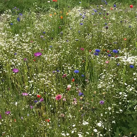 Toddys & Stables * Cavan