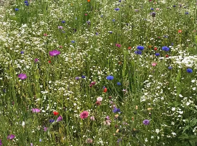 Toddys & Stables * Cavan